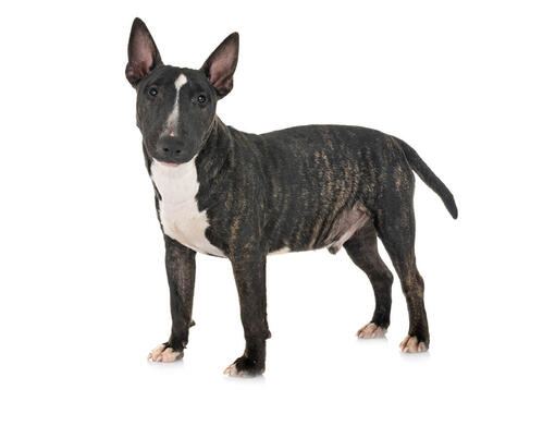 Full grown sales mini bull terrier